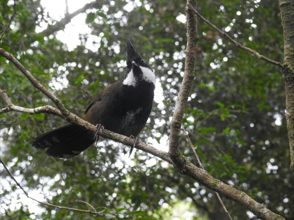 Bird-Watching Day Tour