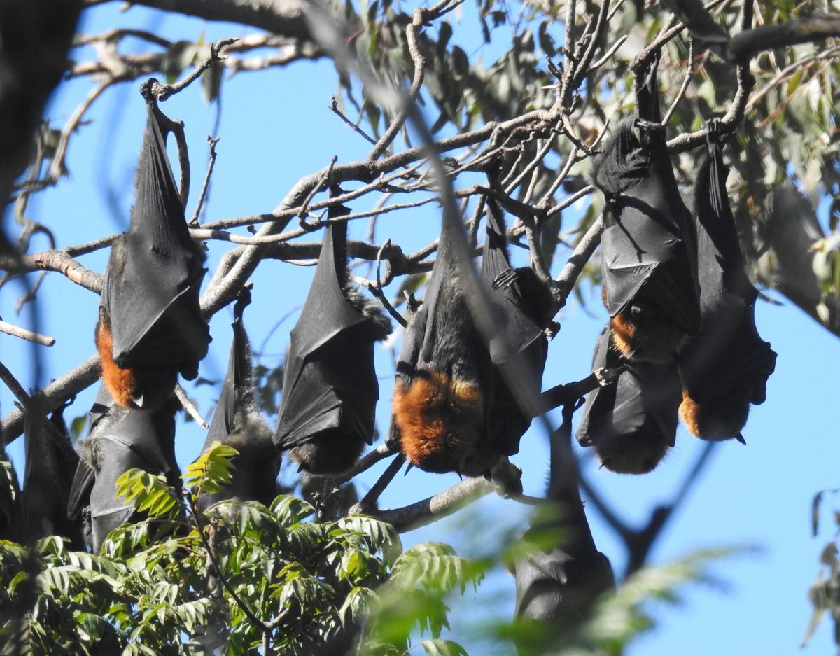 Wildlife and Forests Day Tour