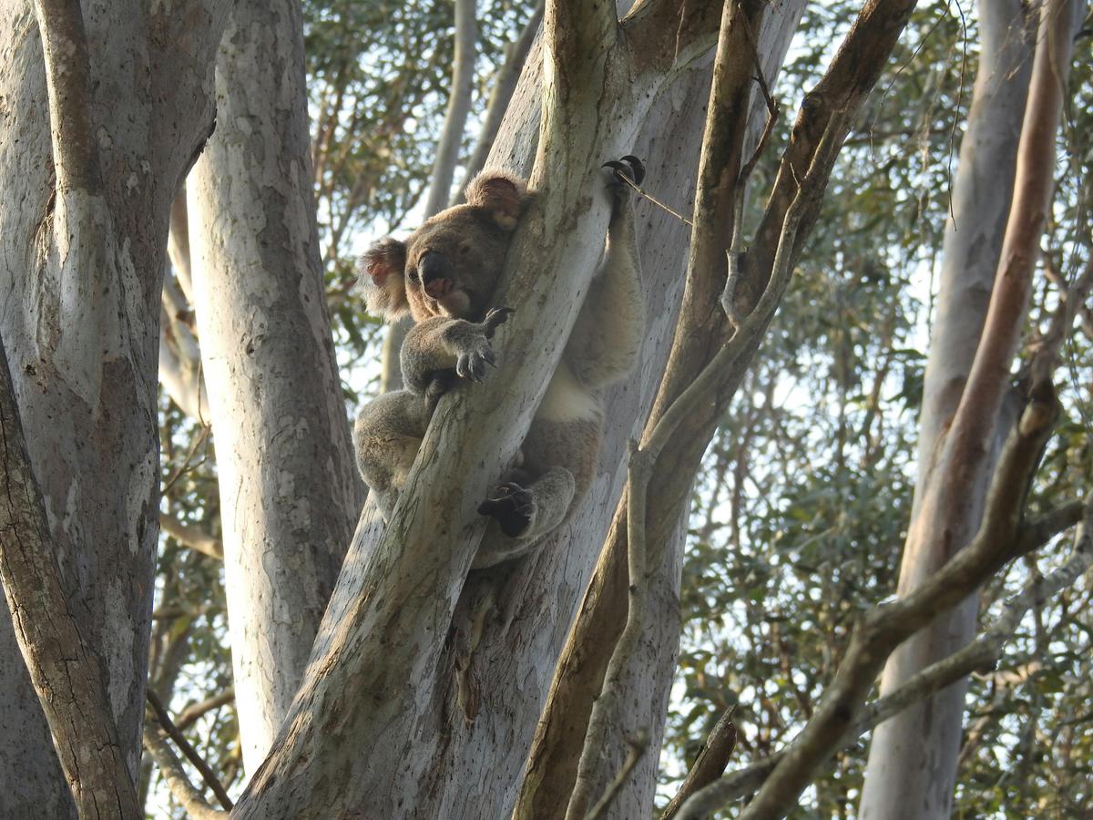 Wildlife and Forests Day Tour