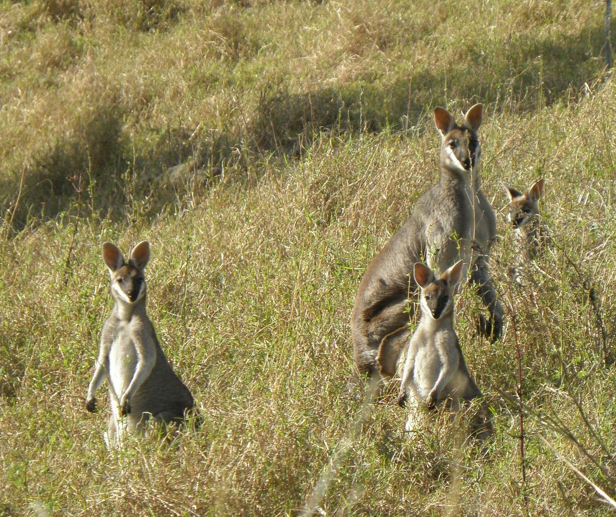 Whiptail wallabies, one of Australia's prettiest mammals, reliably seen on wildlife overview tour