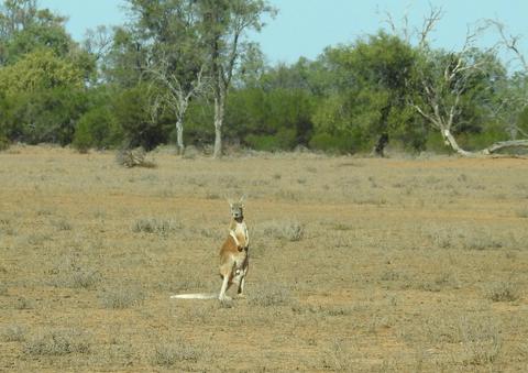 Outback Wildlife Tour