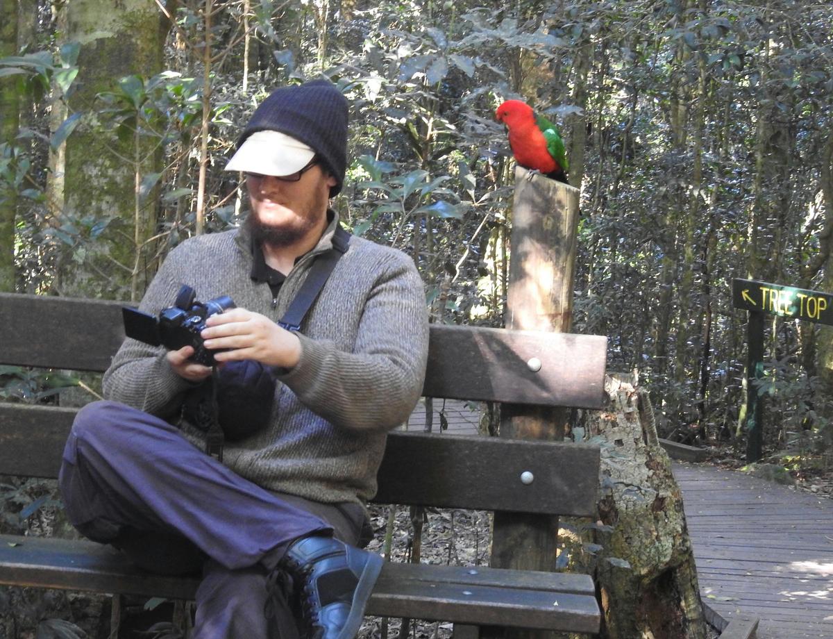The birds at O'Reilly's are friendly! This king parrot in the neighbouring forest came down to visit