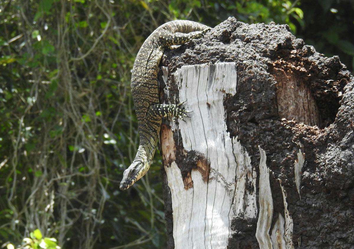 3 Day Wildlife Tour
