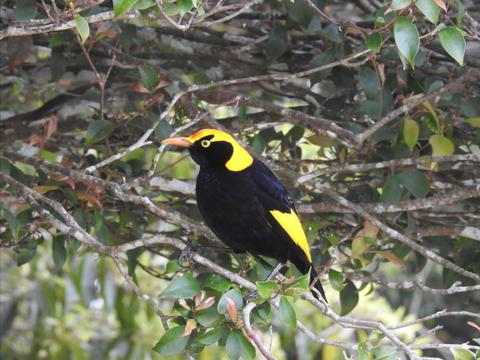 Bird-Watching Day Tour