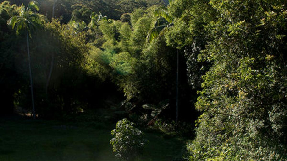 Ananda Rainforest Retreat