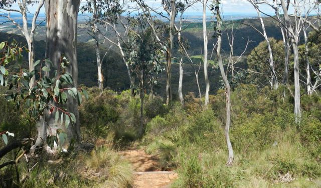Mount Towac Walk