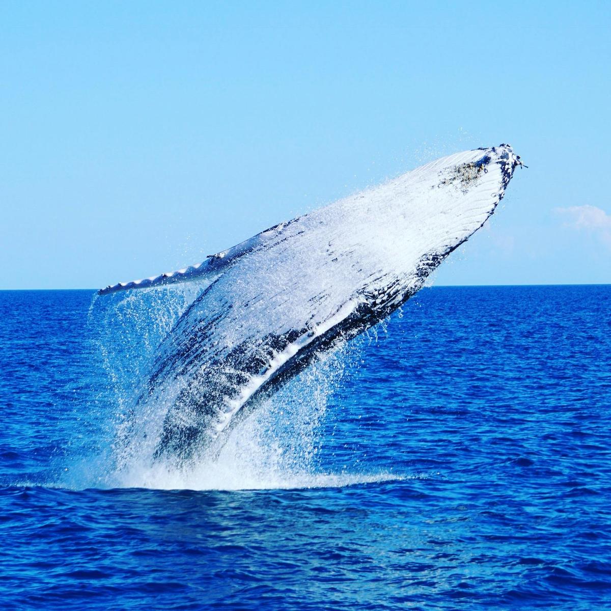 Humpbacks galore!