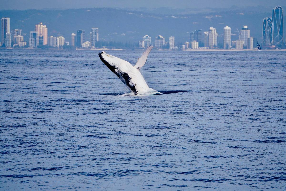 See whales on the Coast