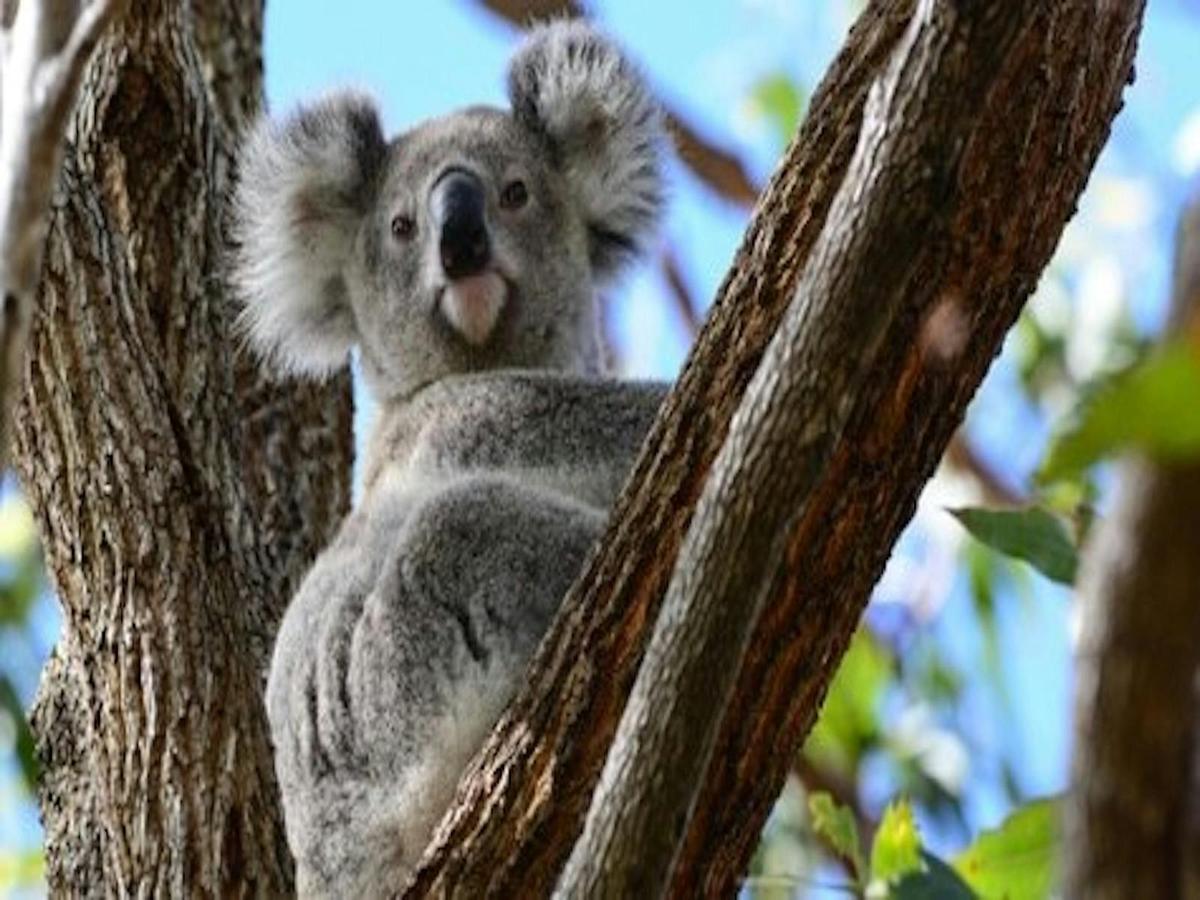 Koala