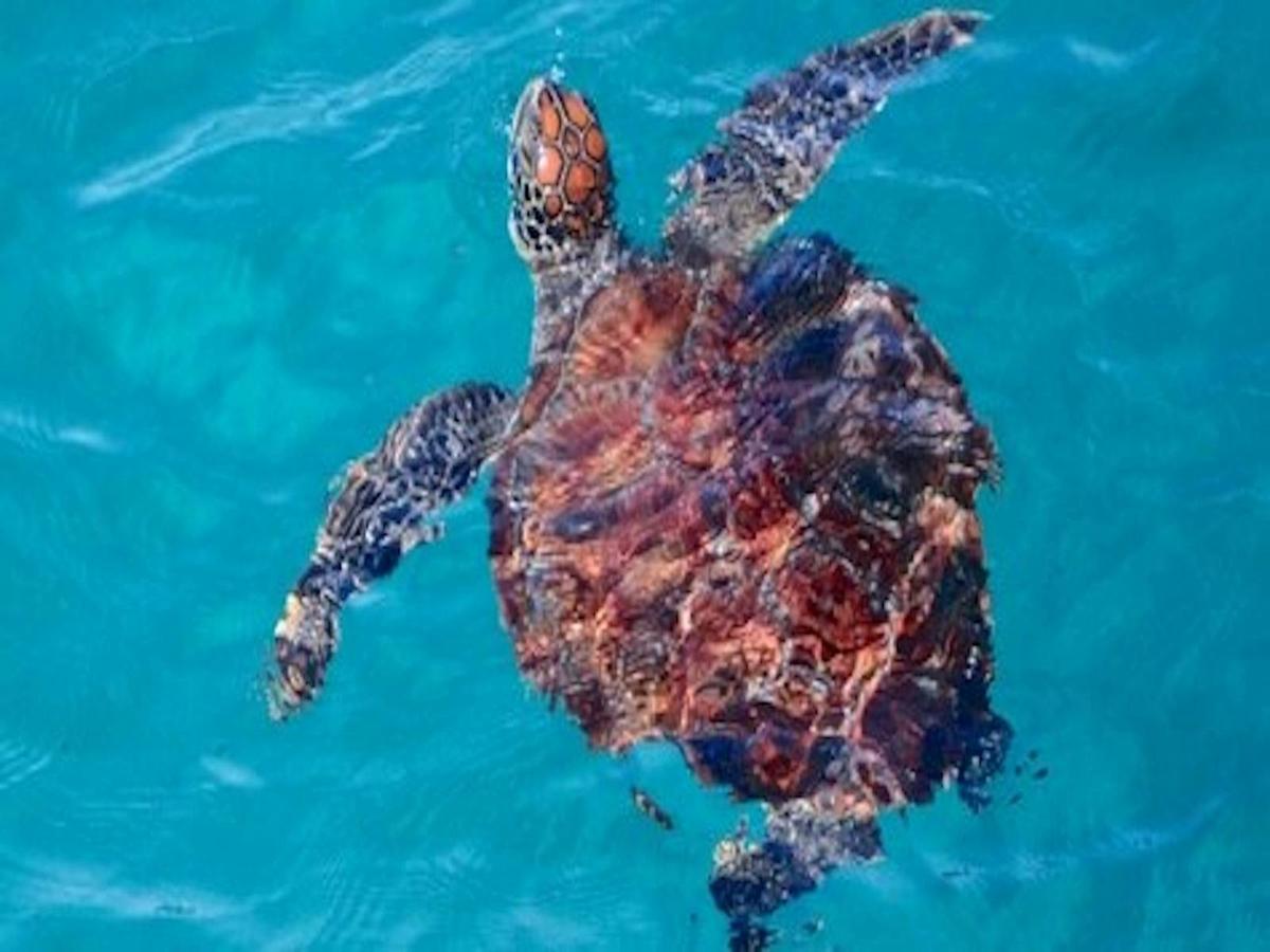 Turtle