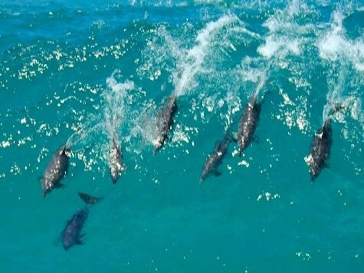 Dolphins
