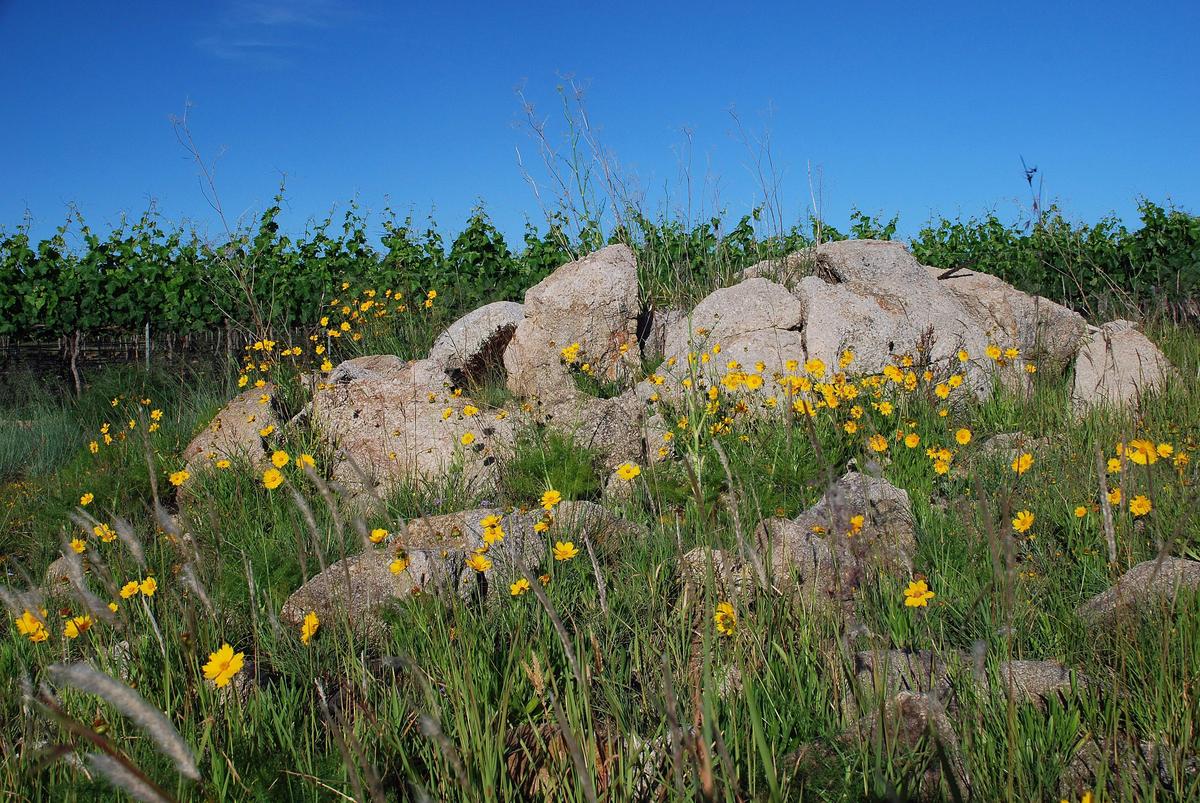 Wildflowers, Stanthorpe