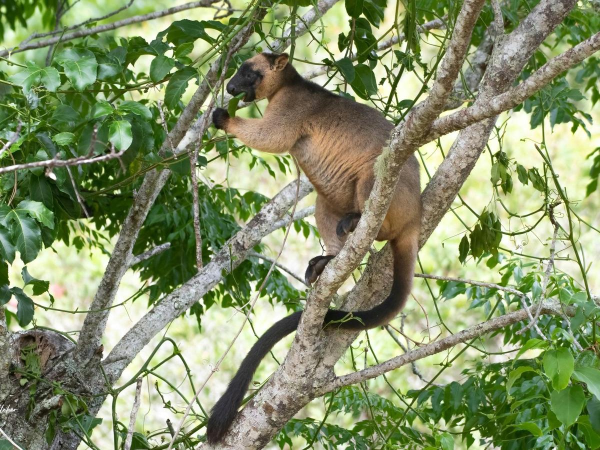 Northern Wildlife Air Safari (12 days)