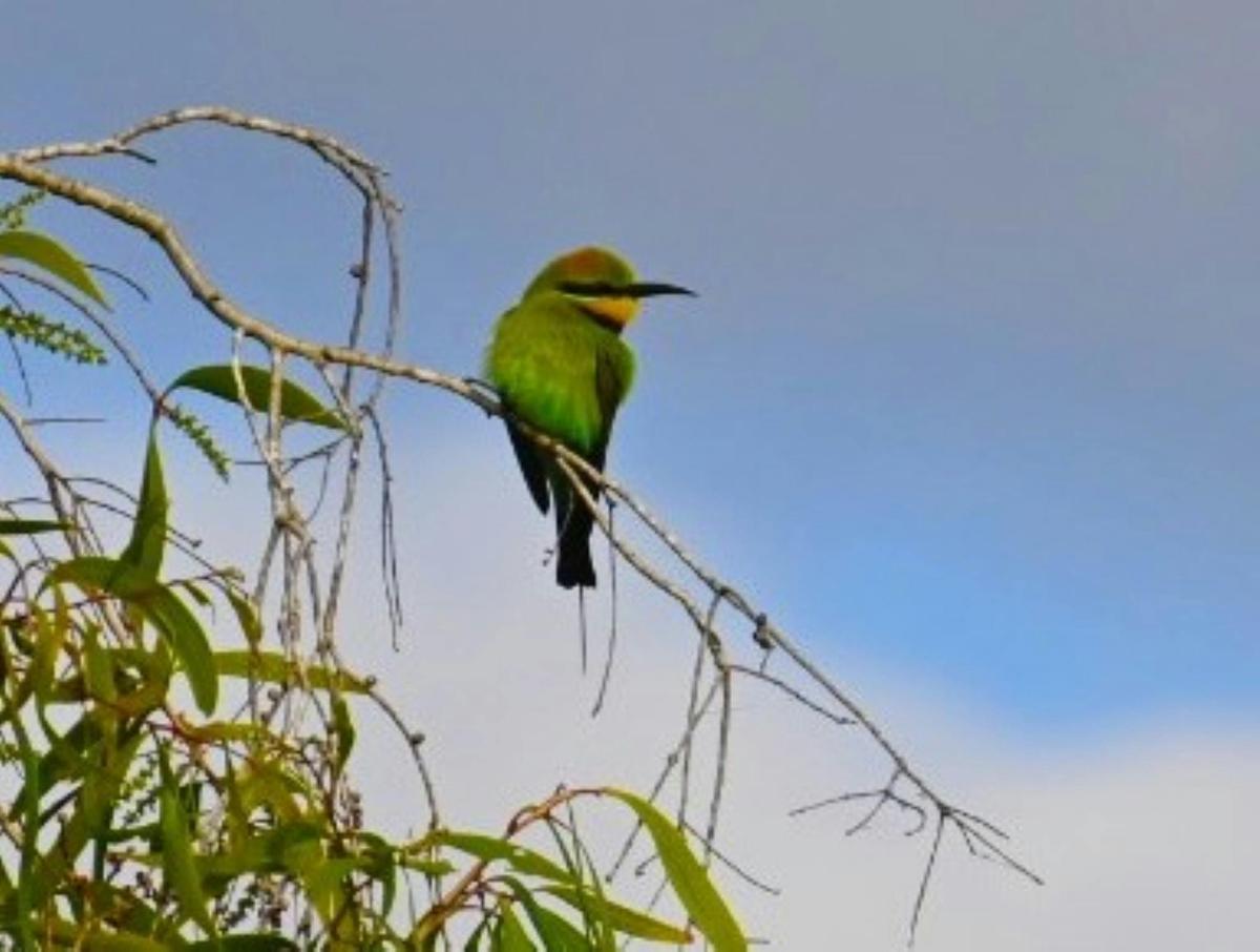 Northern Wildlife Air Safari (12 days)
