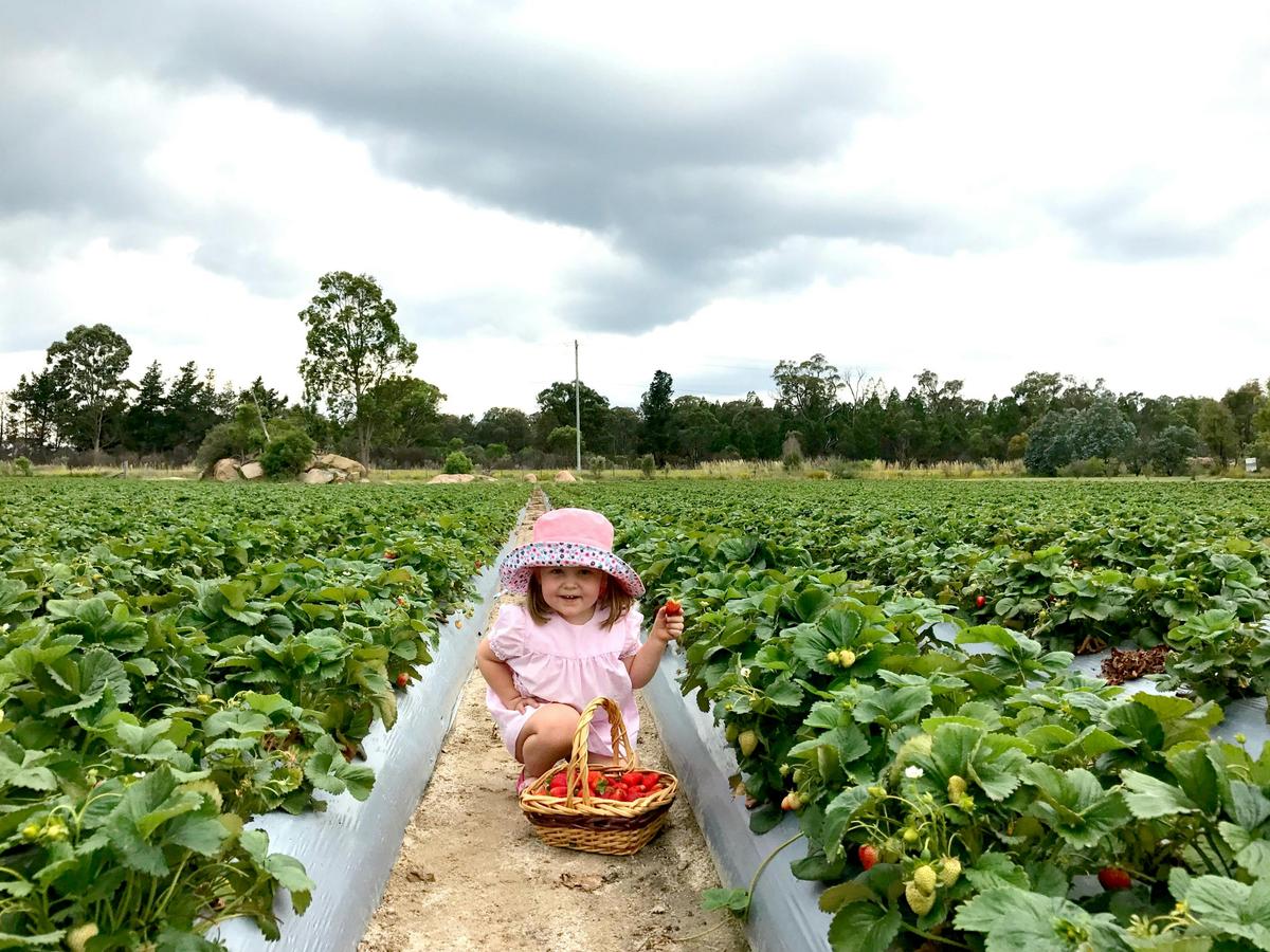 Ari Strawberry Picking Stanthorpe Ashbern Farms