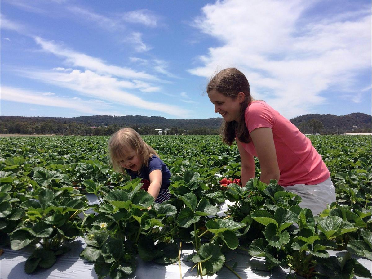 Strawberry Picking Girls