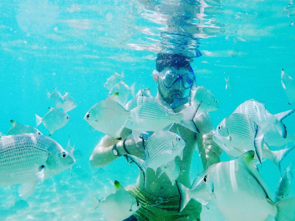 Broadwater Dolphin Kayaking & Snorkeling Tour