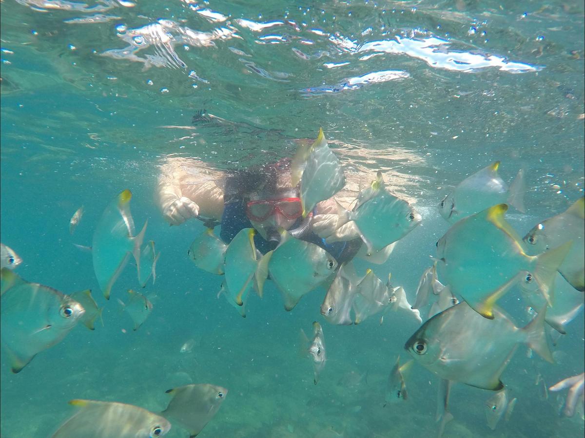 Snorkelling with hundreds of Sub-tropical fish
