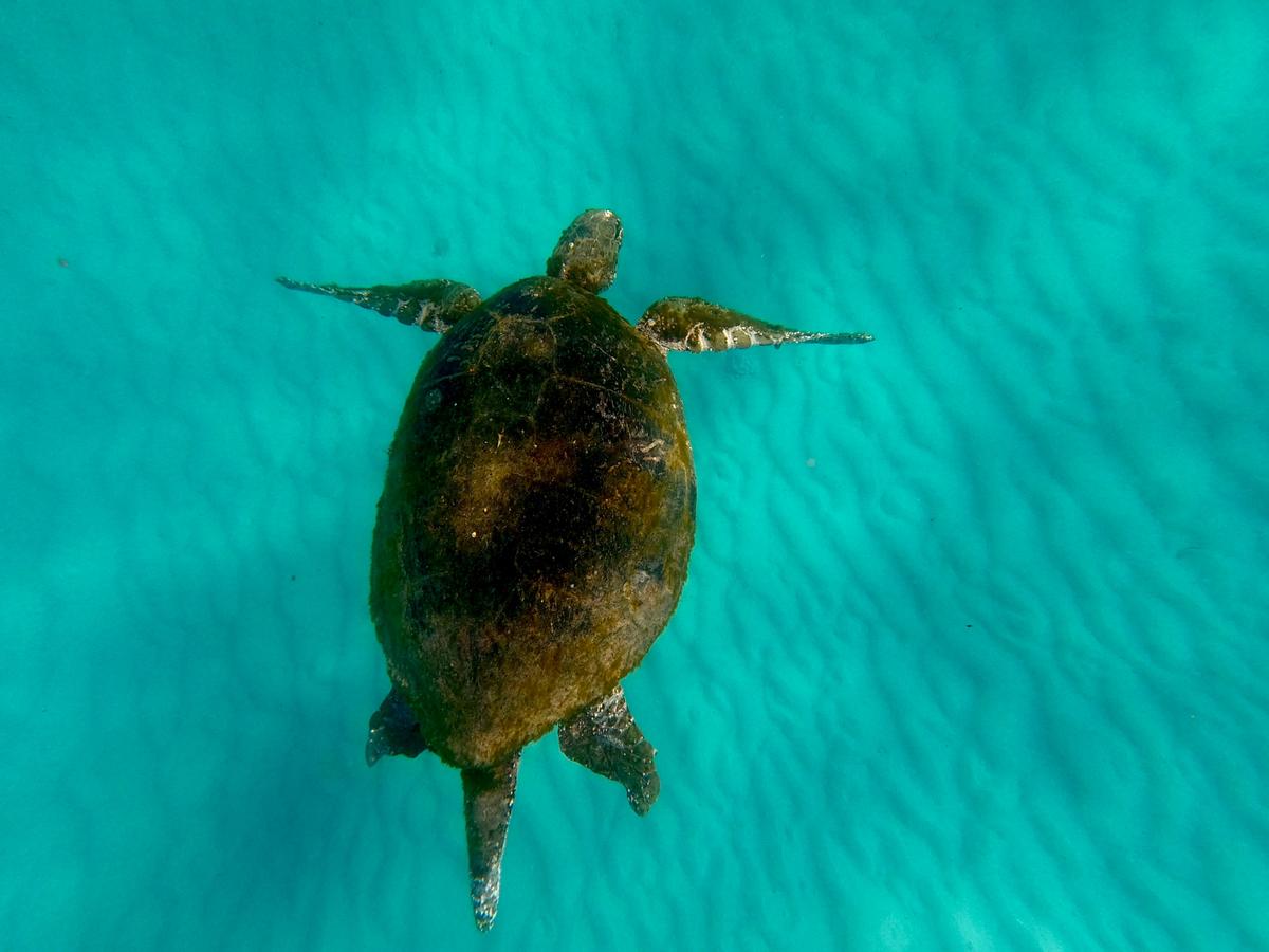 Turtle at Tangalooma Shipwrecks