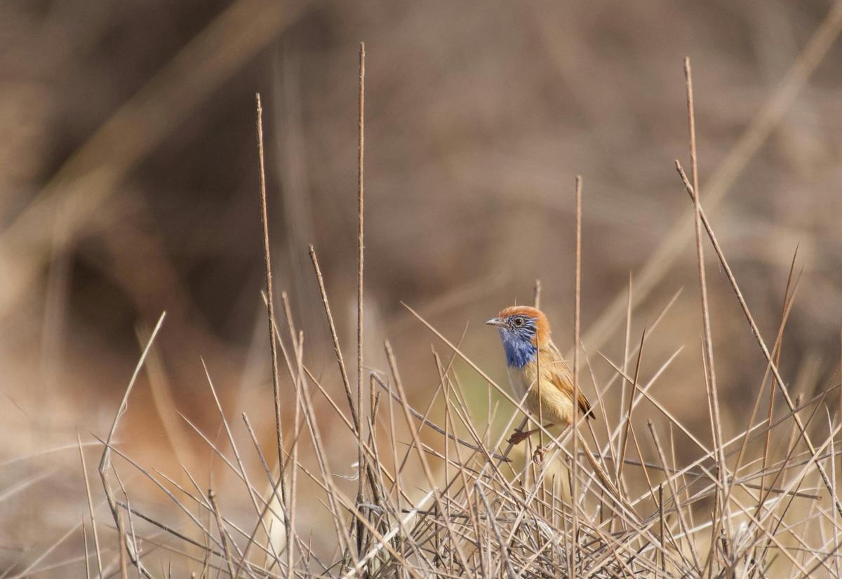 Birds of Channel Country Outback Safari