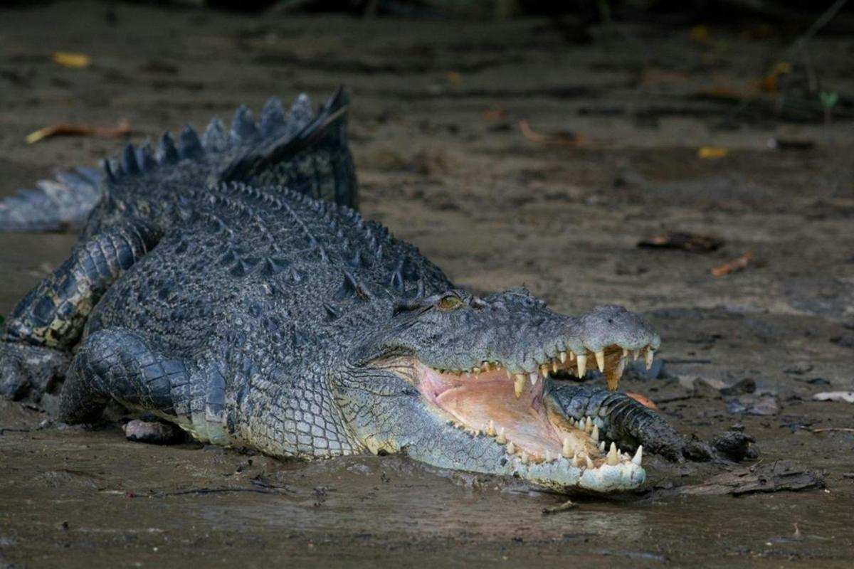 Daintree Nature and Wildlife Safari