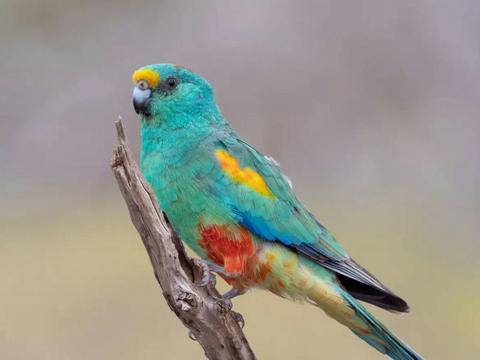 Gluepot Reserve & Bowra Sanctuary Birding Safari