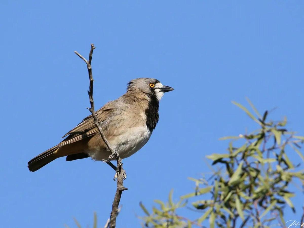 Gluepot Reserve & Bowra Sanctuary Birding Safari