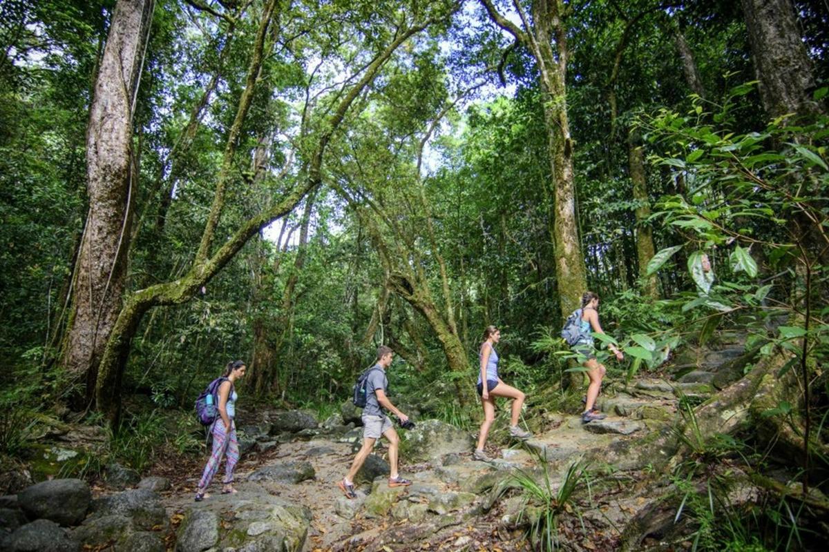 Daintree Nature and Wildlife Safari