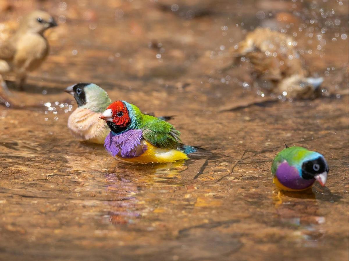 Gulf Country & Tropical Savannah Birding