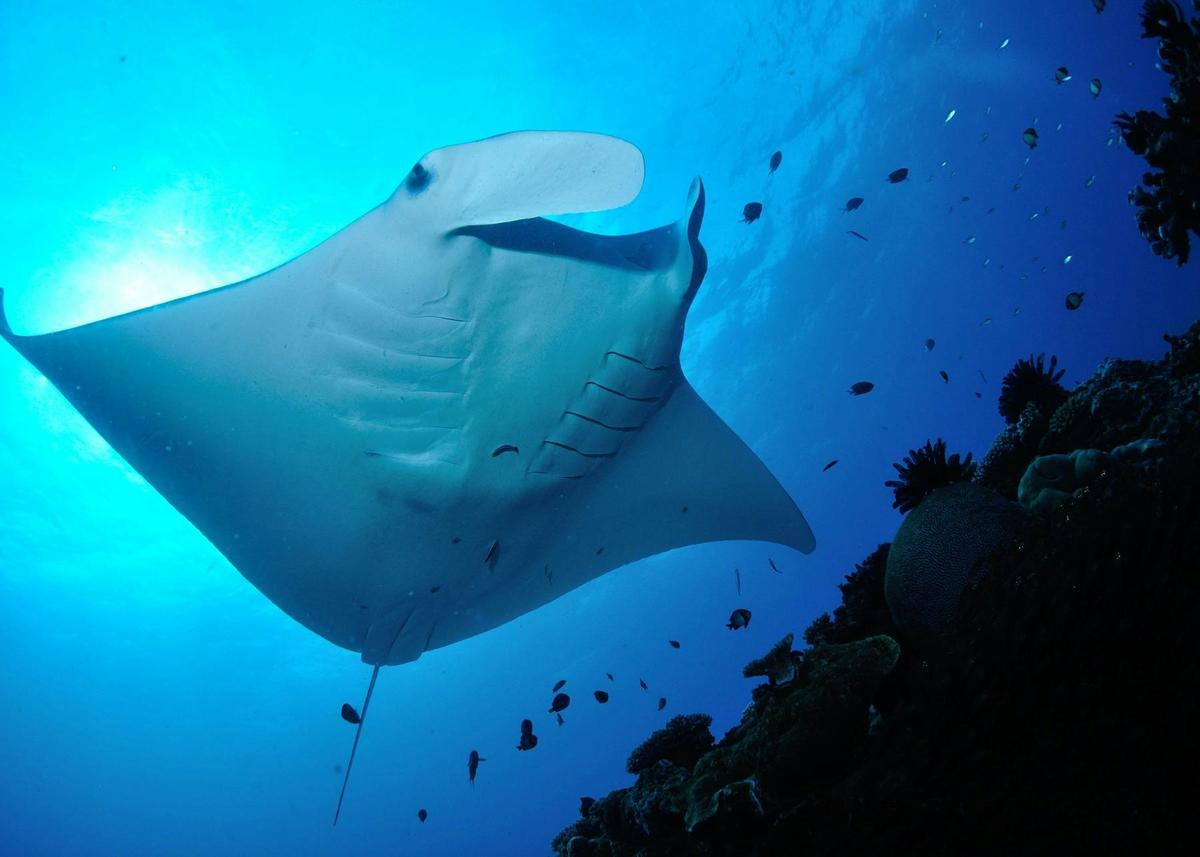 Manta Rays of Lady Elliot Island