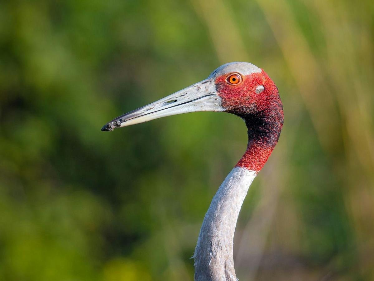 Gulf Country & Tropical Savannah Birding