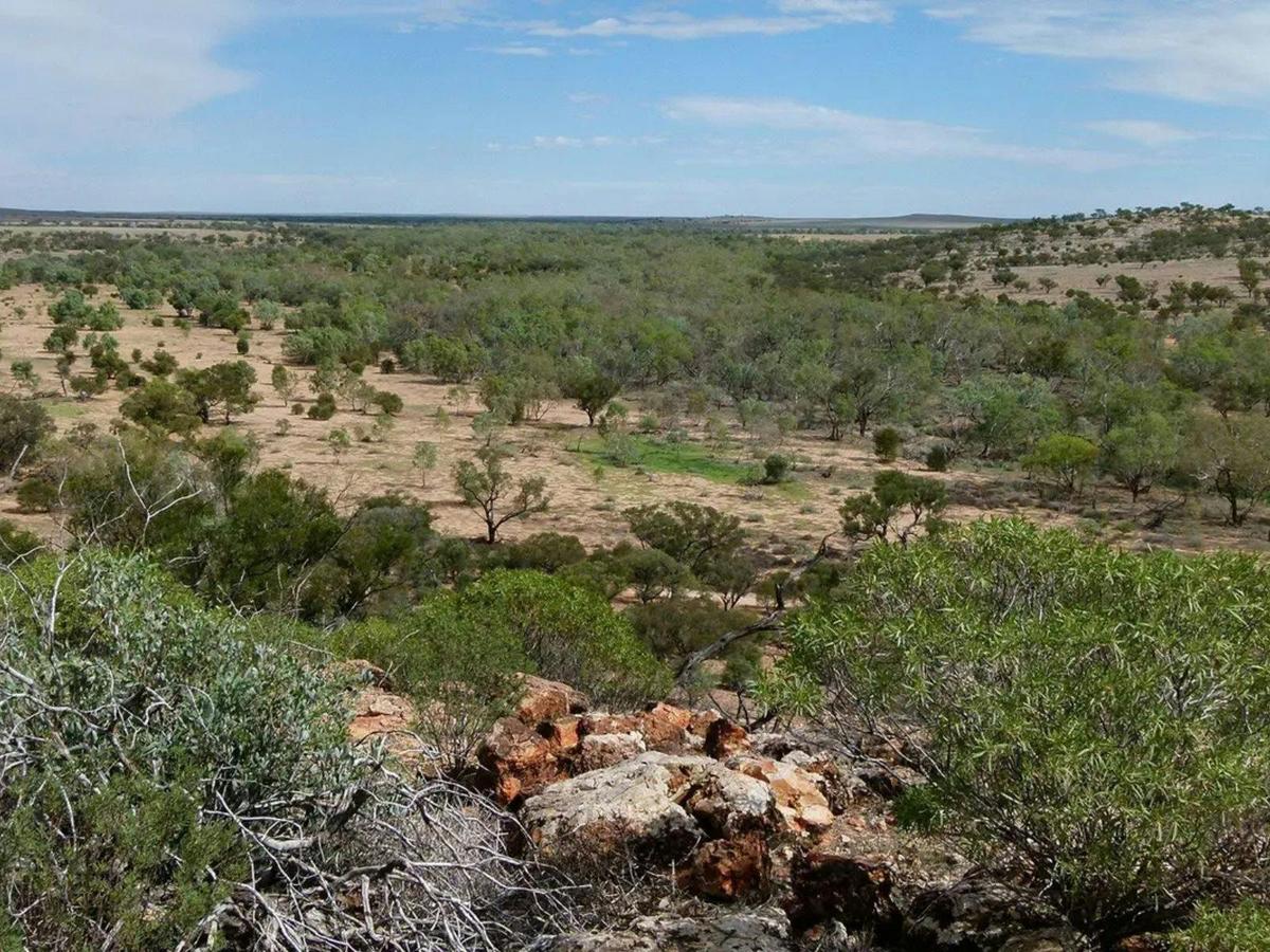 Gluepot Reserve & Bowra Sanctuary Birding Safari