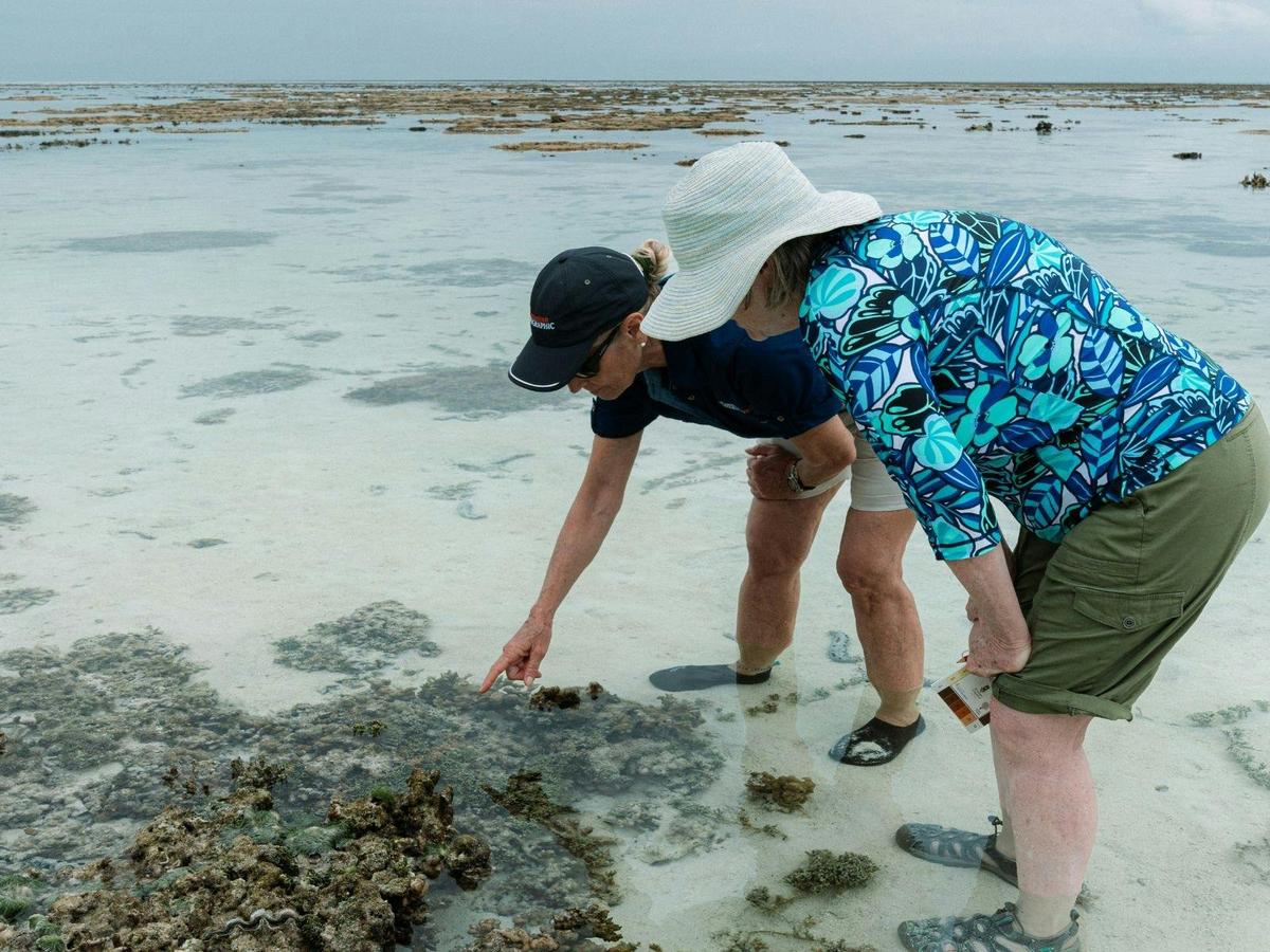 Turtle Conservation of the Southern Great Barrier Reef