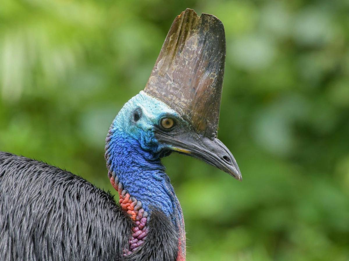 Ultimate Wildlife Safari North Queensland