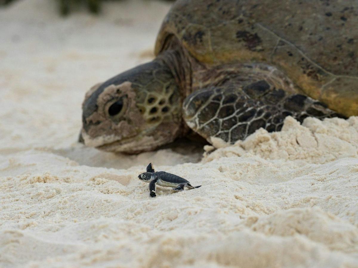 Turtle Conservation of the Southern Great Barrier Reef