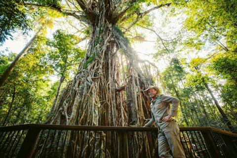 Daintree Nature and Wildlife Safari