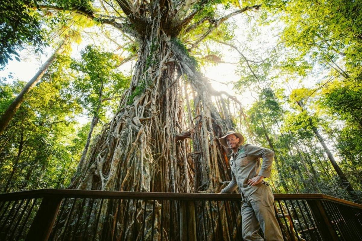 Daintree Nature and Wildlife Safari