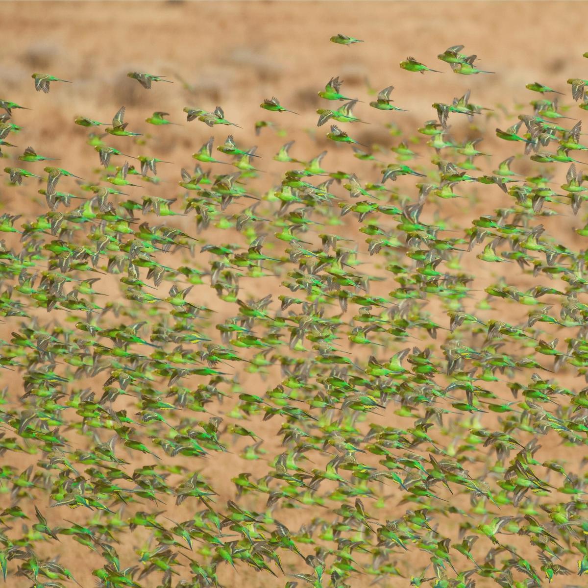 Birds of Channel Country Outback Safari