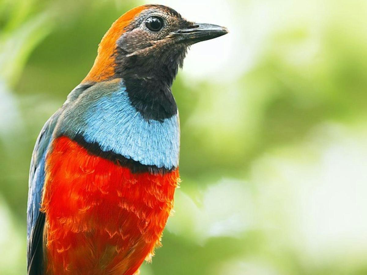 Birds of the Borders: Boigu Island Expedition