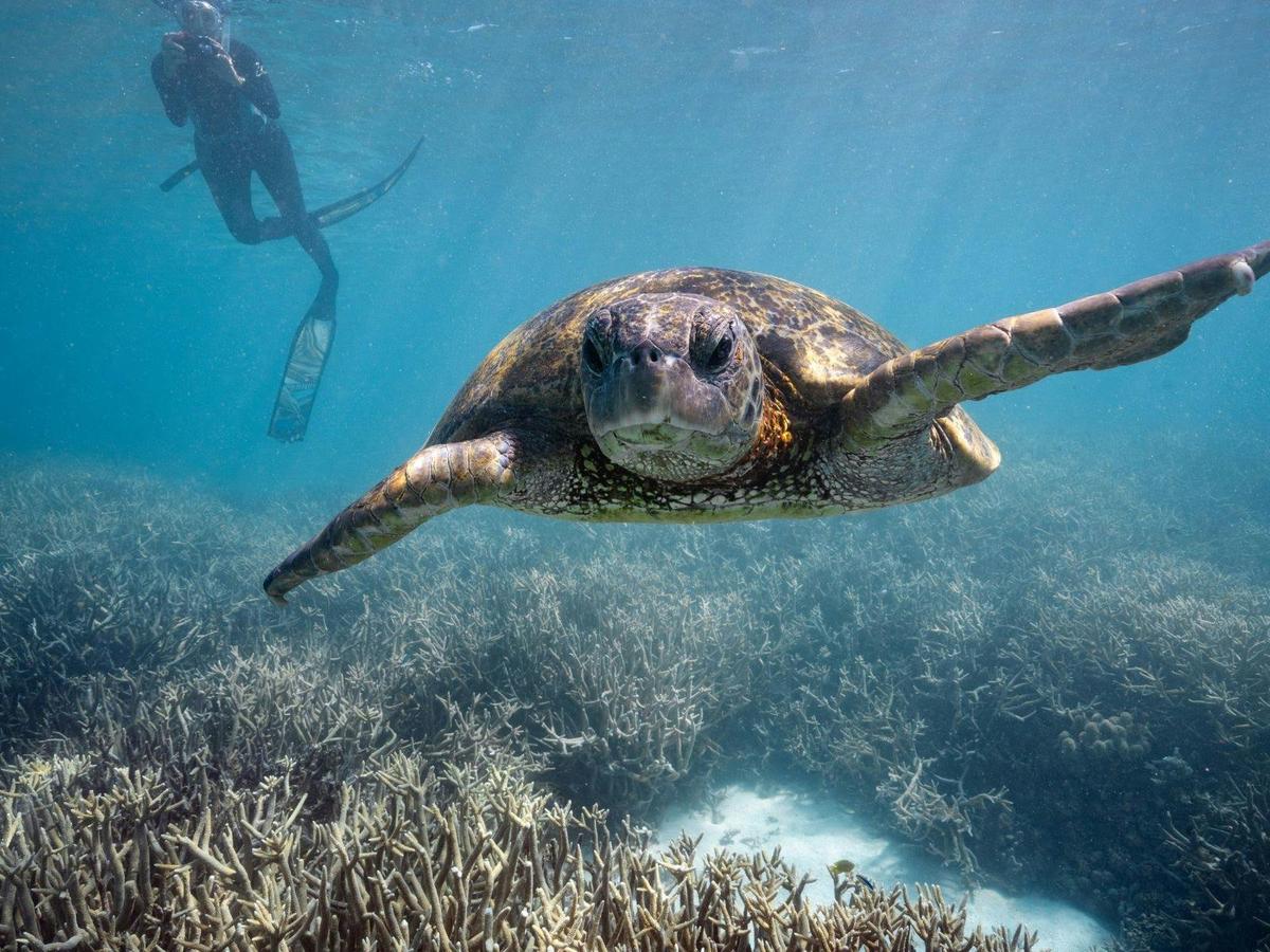 Turtle Conservation of the Southern Great Barrier Reef