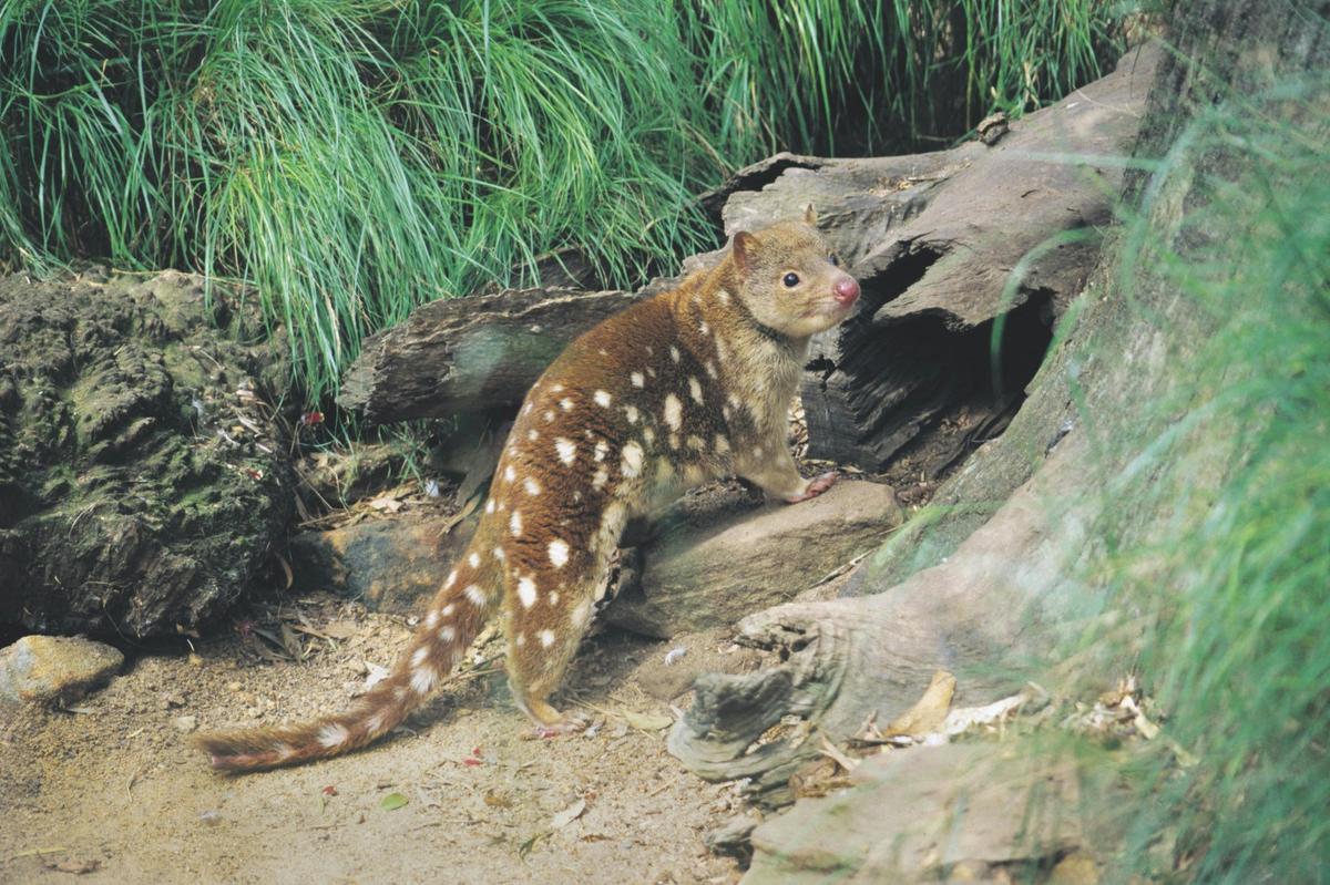 Australian Geographic Travel