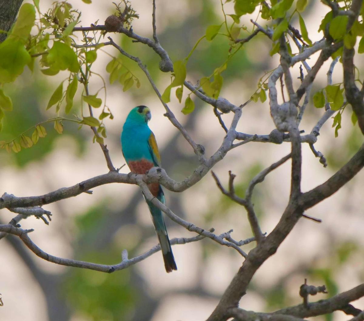 Cape York Birdwatching Safari