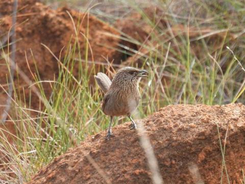 Gulf Country & Tropical Savannah Birding
