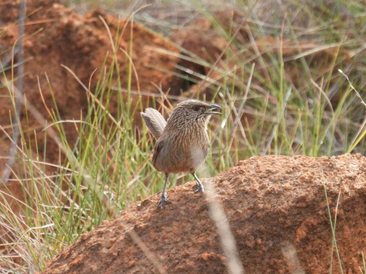 Gulf Country & Tropical Savannah Birding