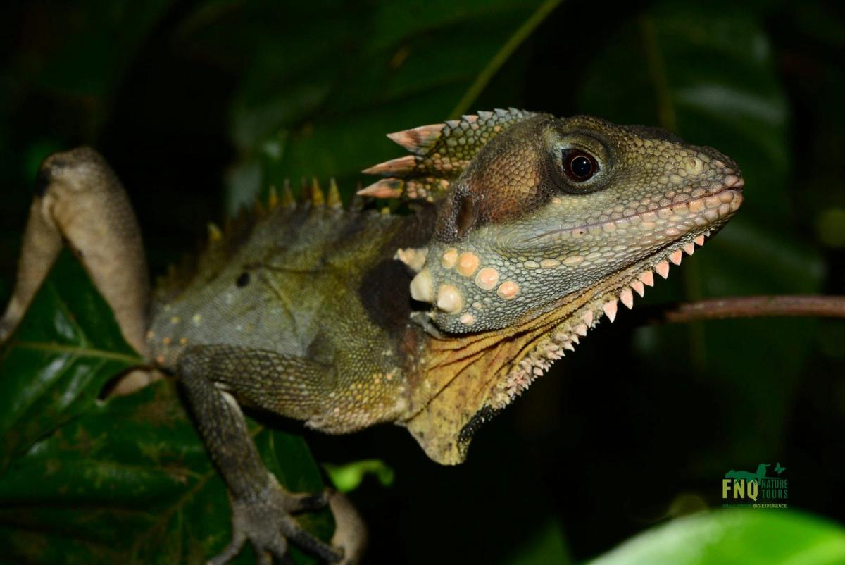 Australian Geographic Travel