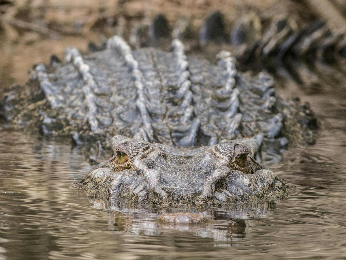 Ultimate Wildlife Safari North Queensland