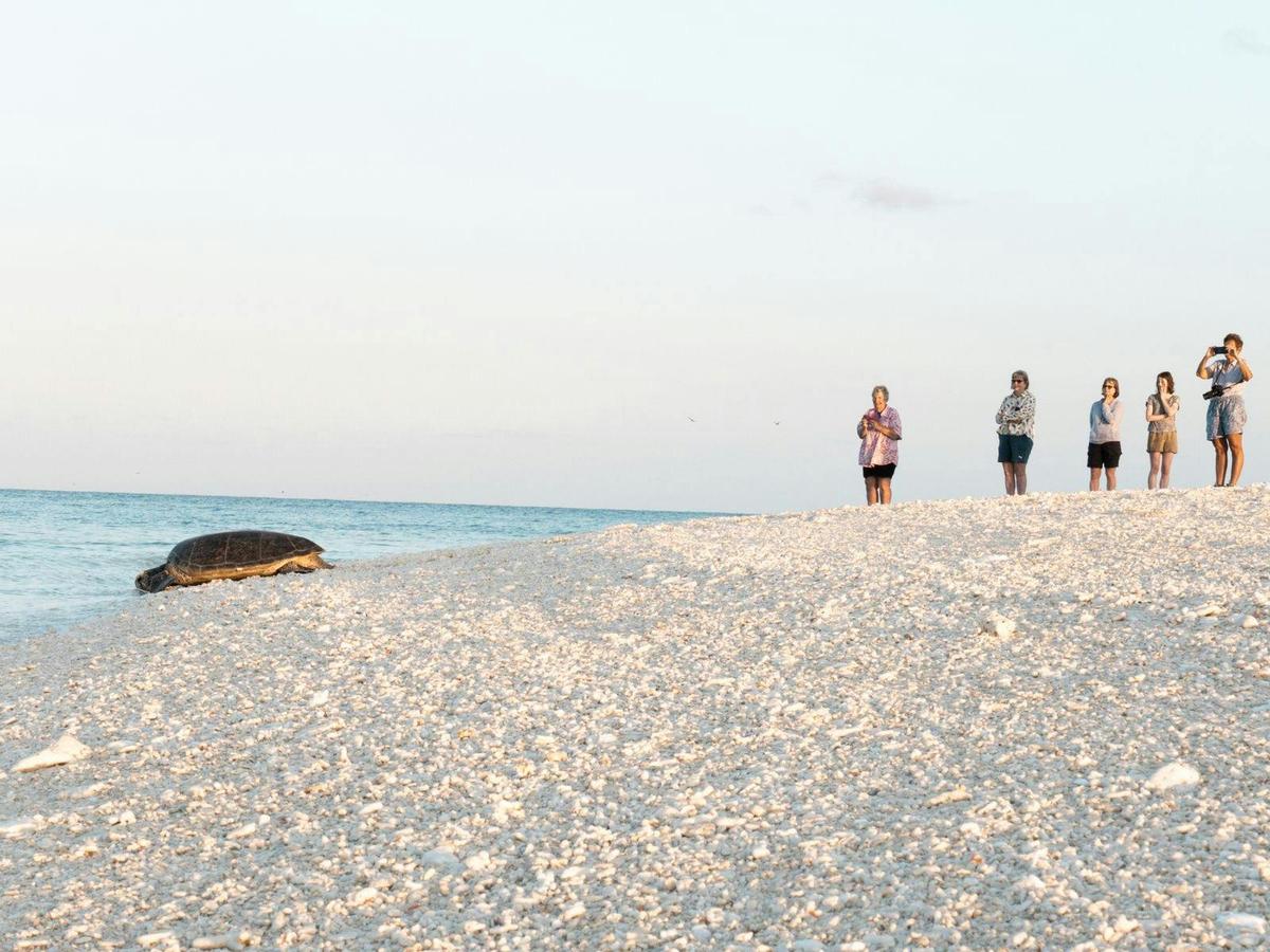 Turtle Conservation of the Southern Great Barrier Reef