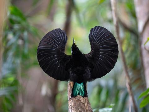 Tropical Birding in North Queensland