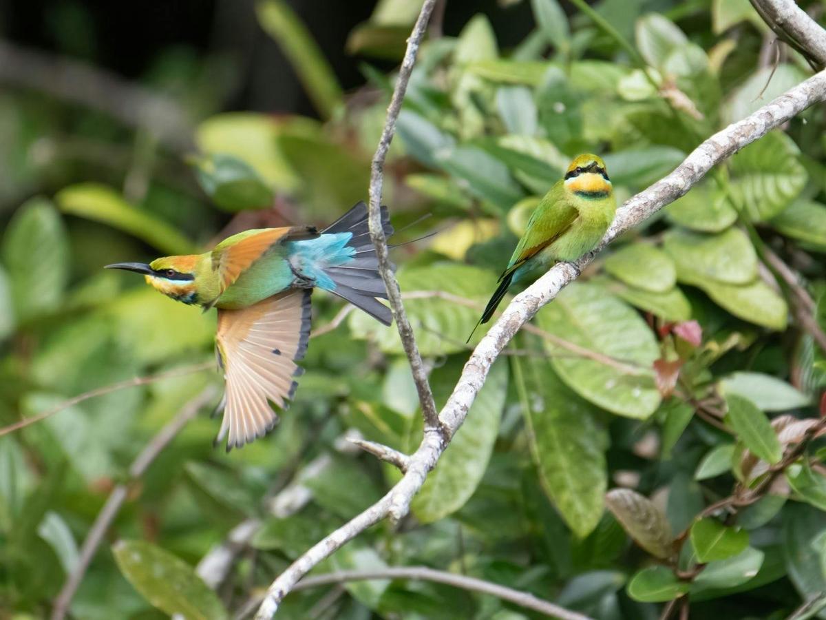 Tropical Birding in North Queensland