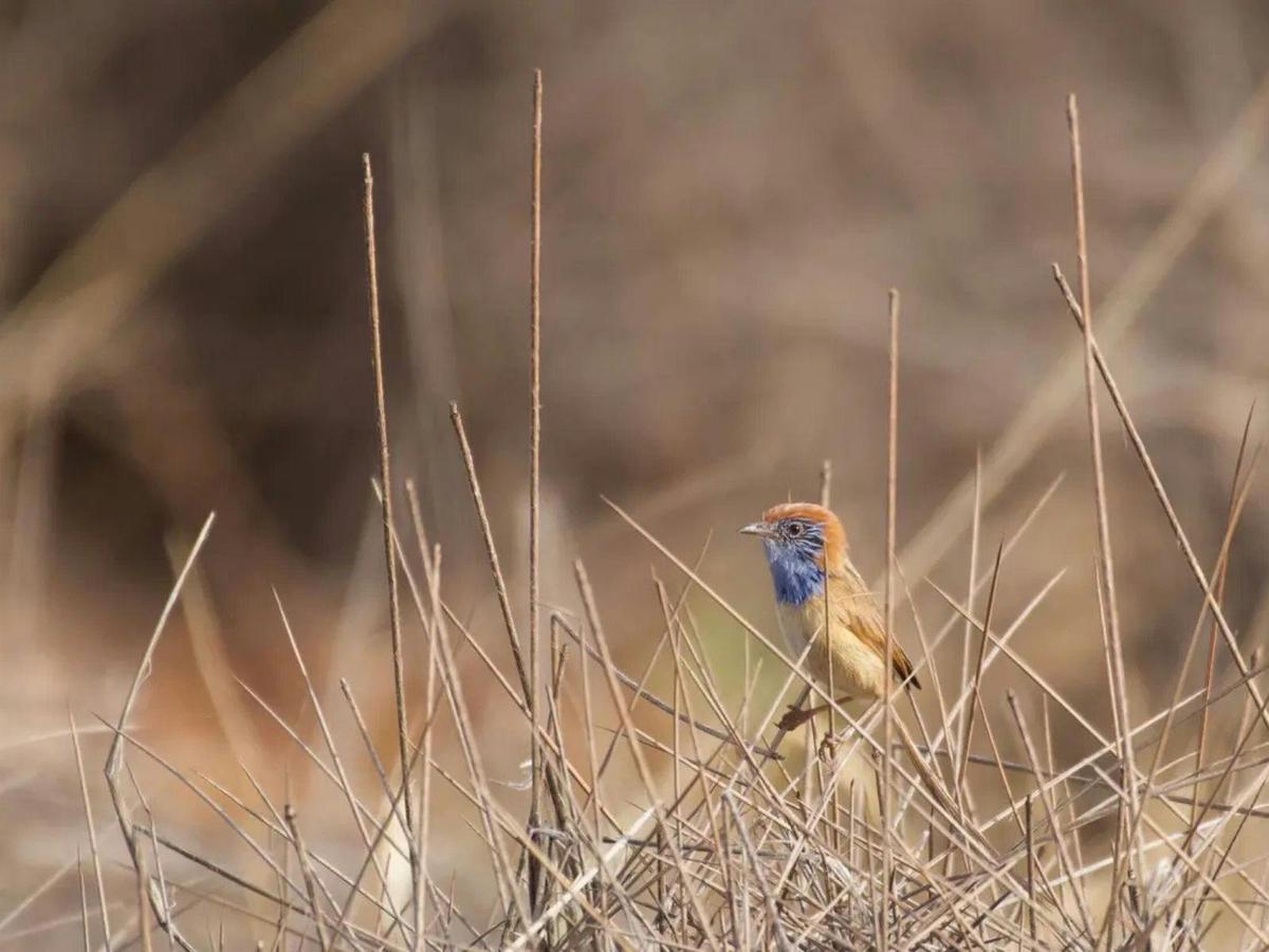 Gluepot Reserve & Bowra Sanctuary Birding Safari